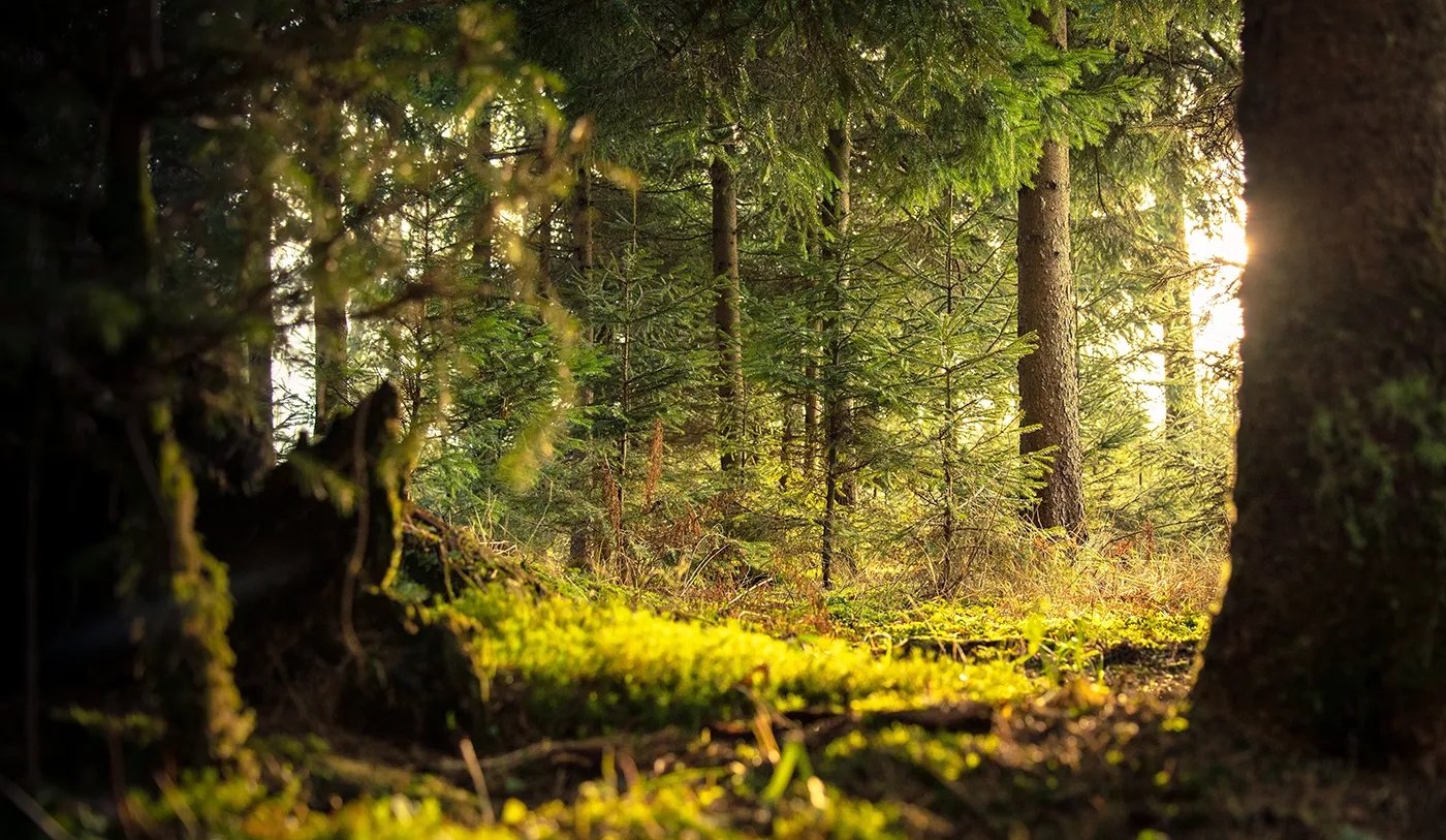 paths-sustainable-01.webp